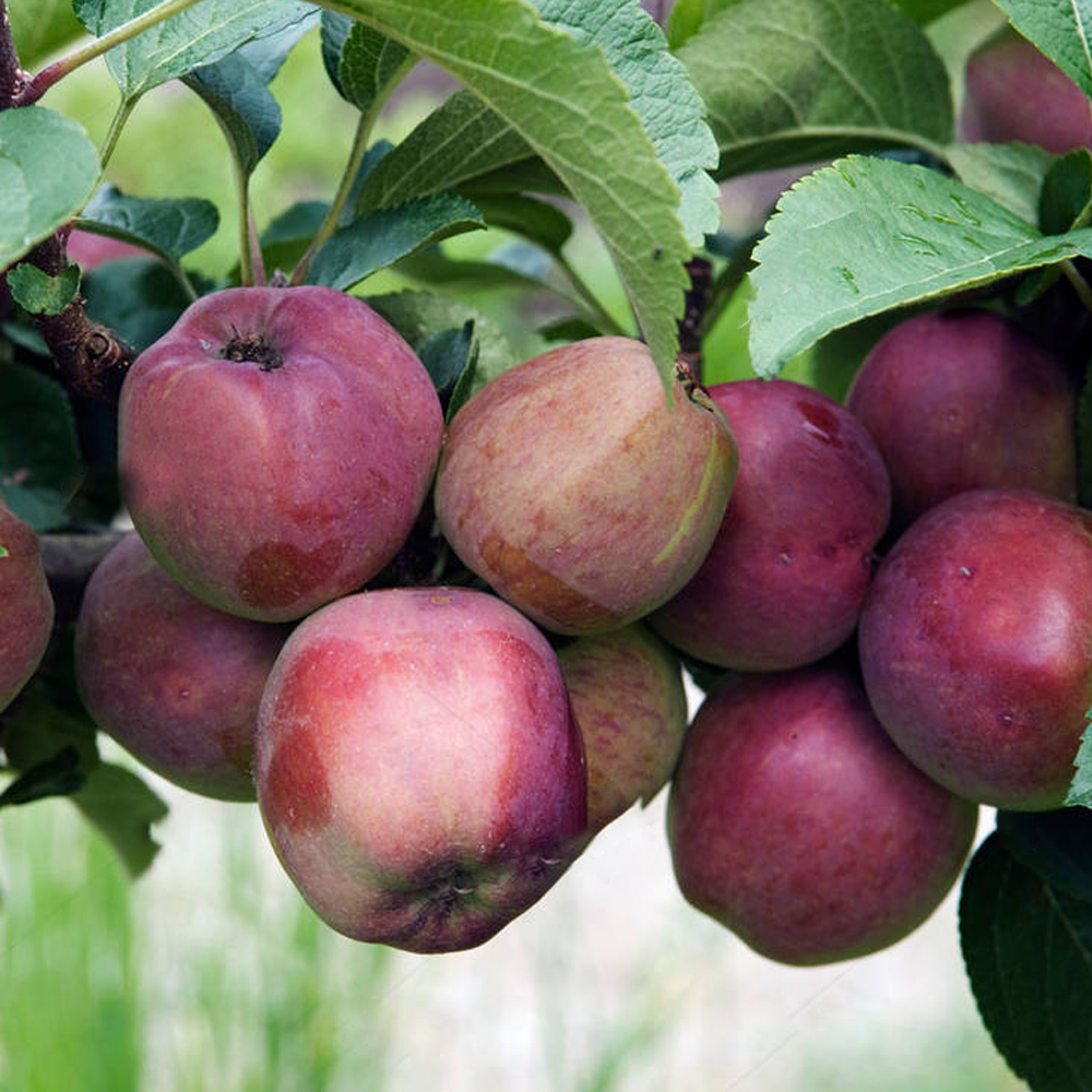 Apple Spartan (12L, 4-5ft)