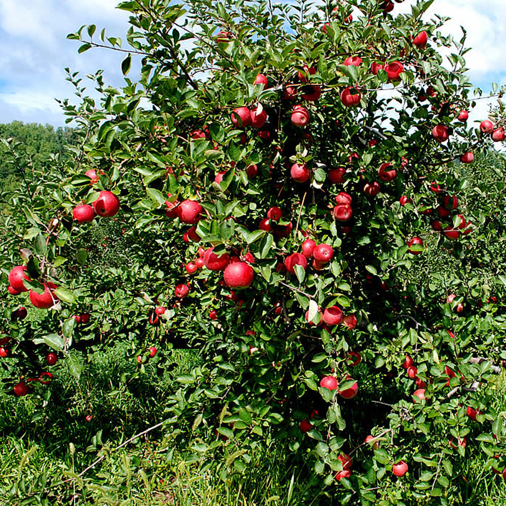 Apple Spartan (12L, 4-5ft)