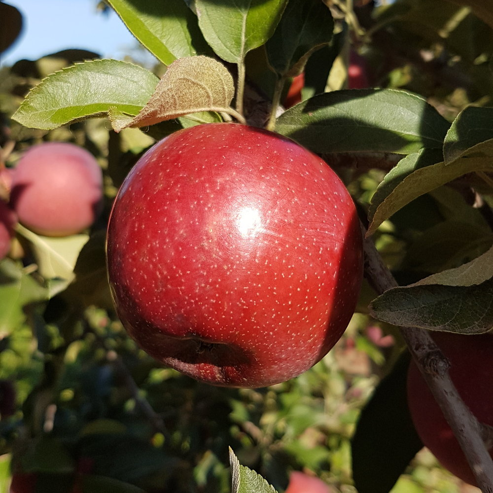 Apple Spartan (12L, 4-5ft)