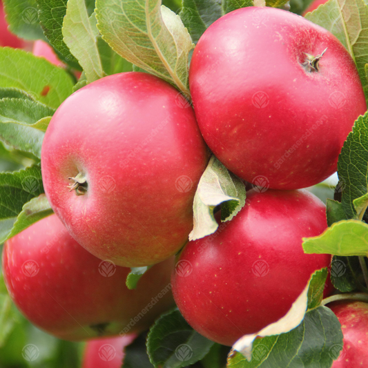 Apple Discovery (12L, 4-5ft)
