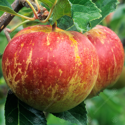 Apple Fiesta (12L, 4-5ft)