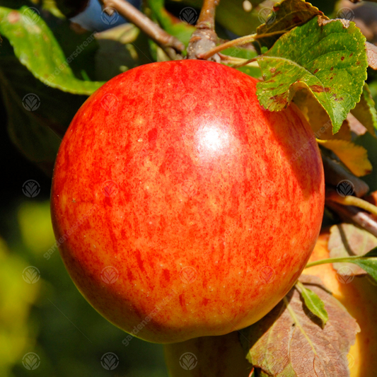 Apple James Grieve (12L, 4-5ft)