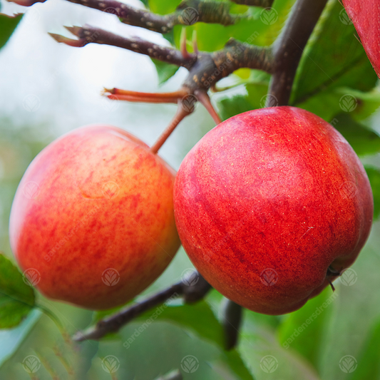 Apple Katy (12L, 4-5ft)