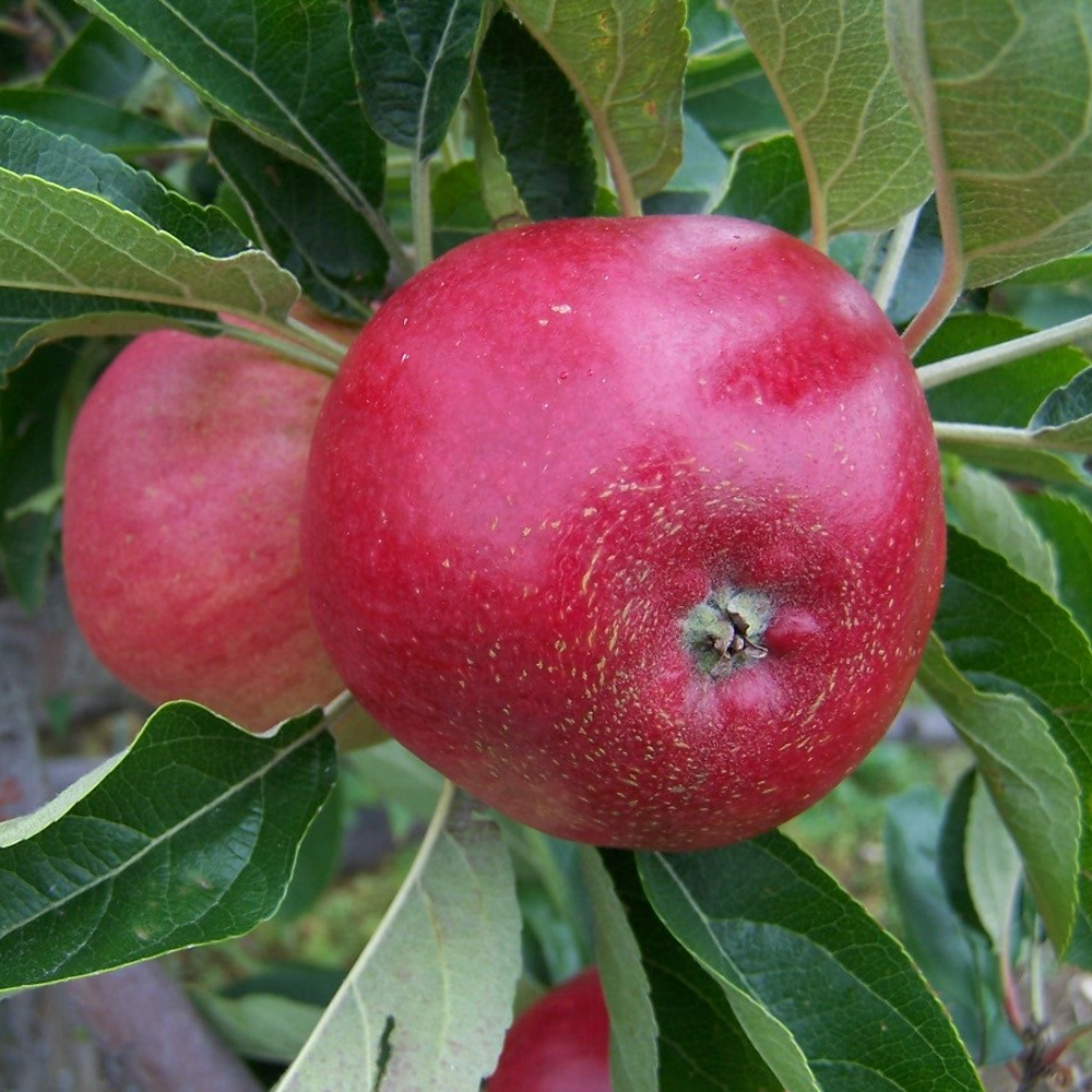 Apple Worcester Pearmain (12L, 4-5ft)