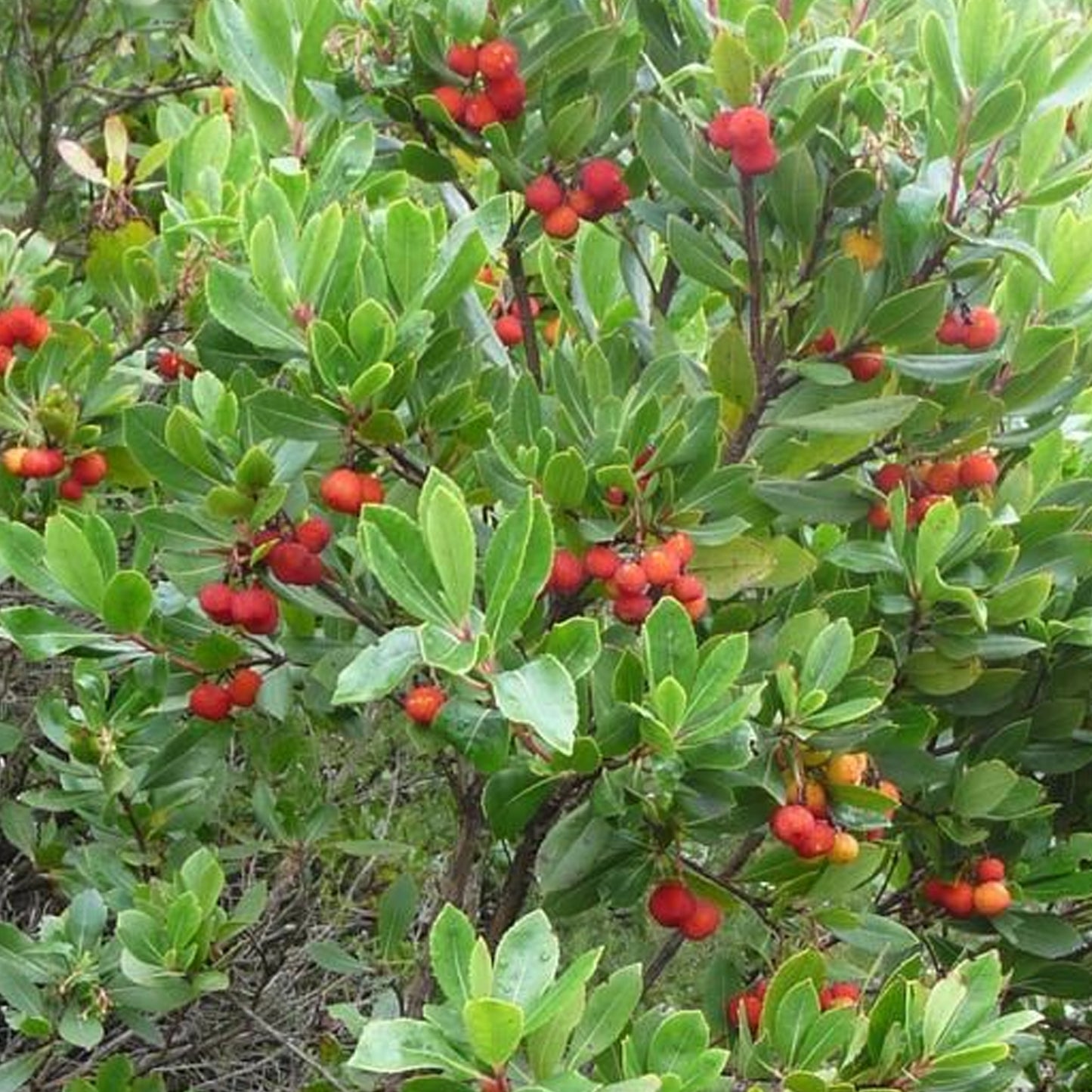 Arbutus Unedo