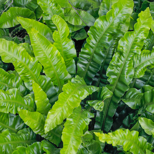 Asplenium Scolopendrium