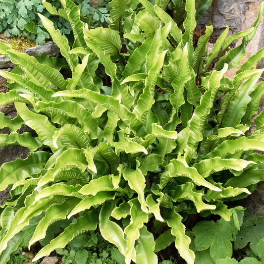 Asplenium Angustifolium