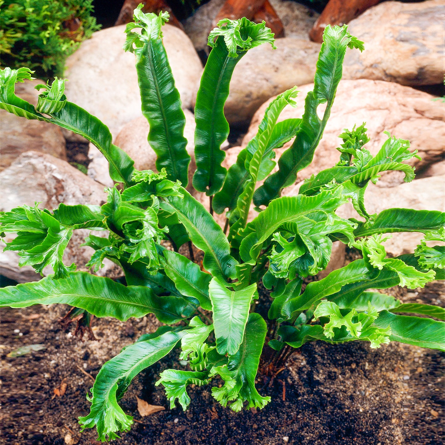 Asplenium Cristatum