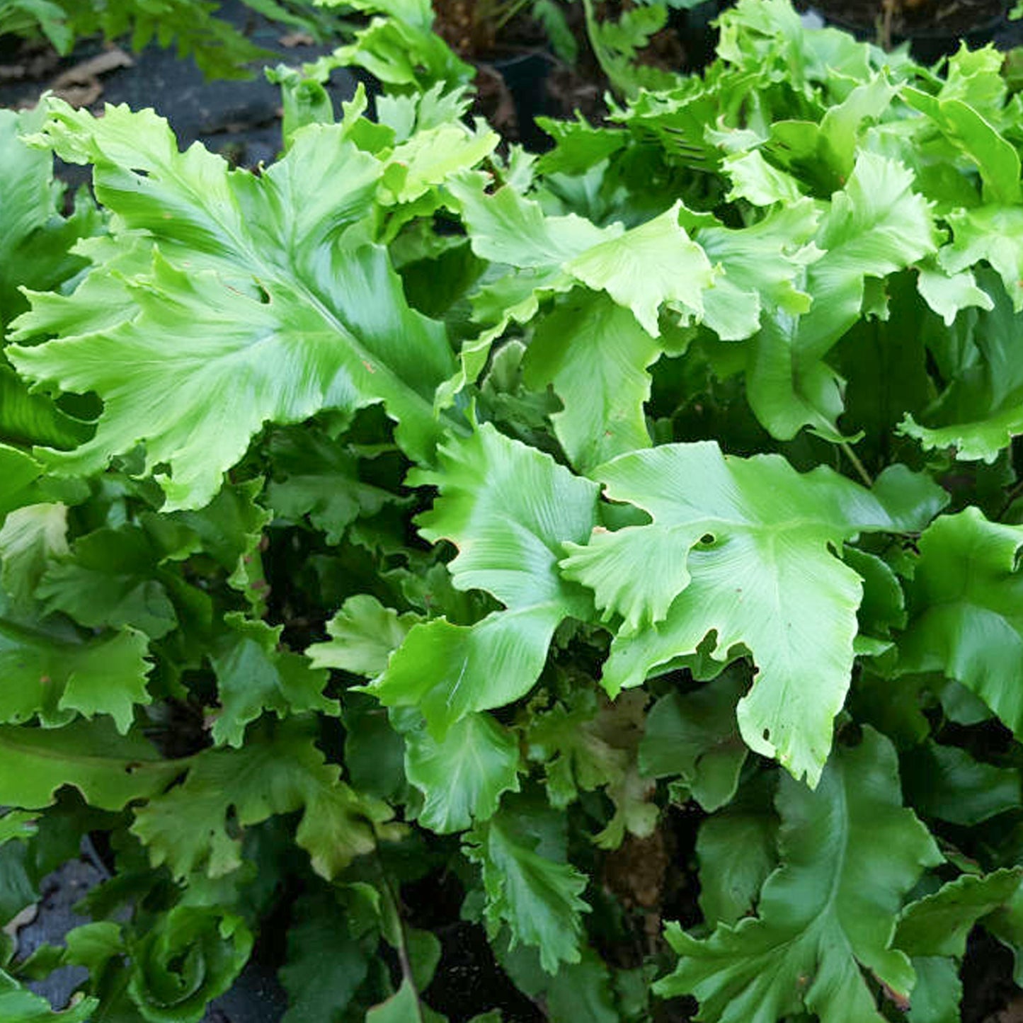 Asplenium Cristatum