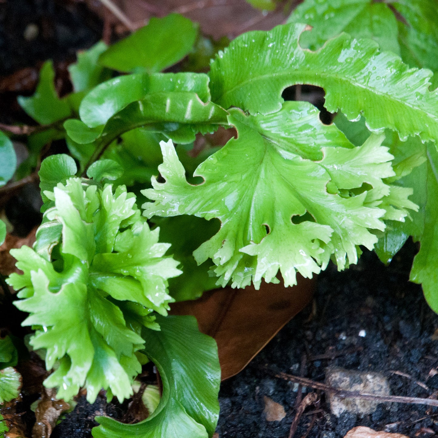 Asplenium Cristatum