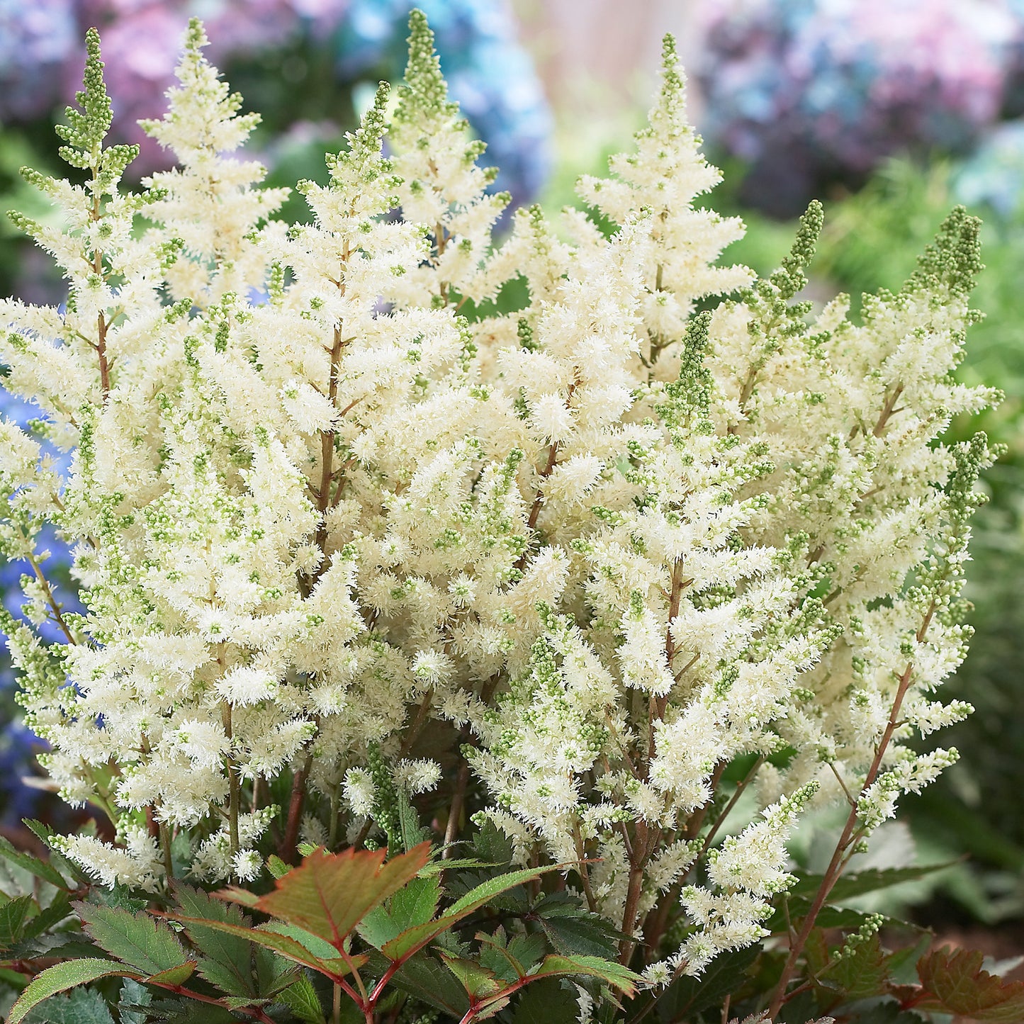 Astilbe Happy Day