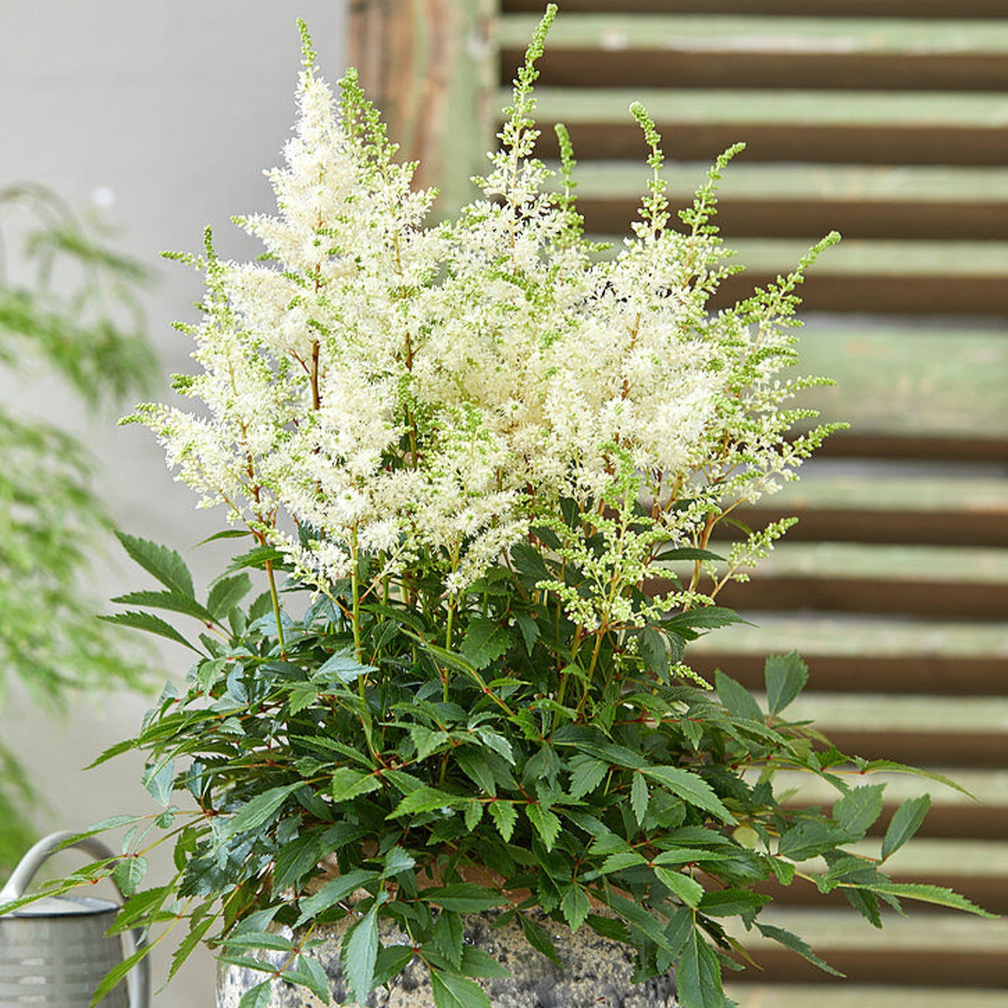 Astilbe Happy Day