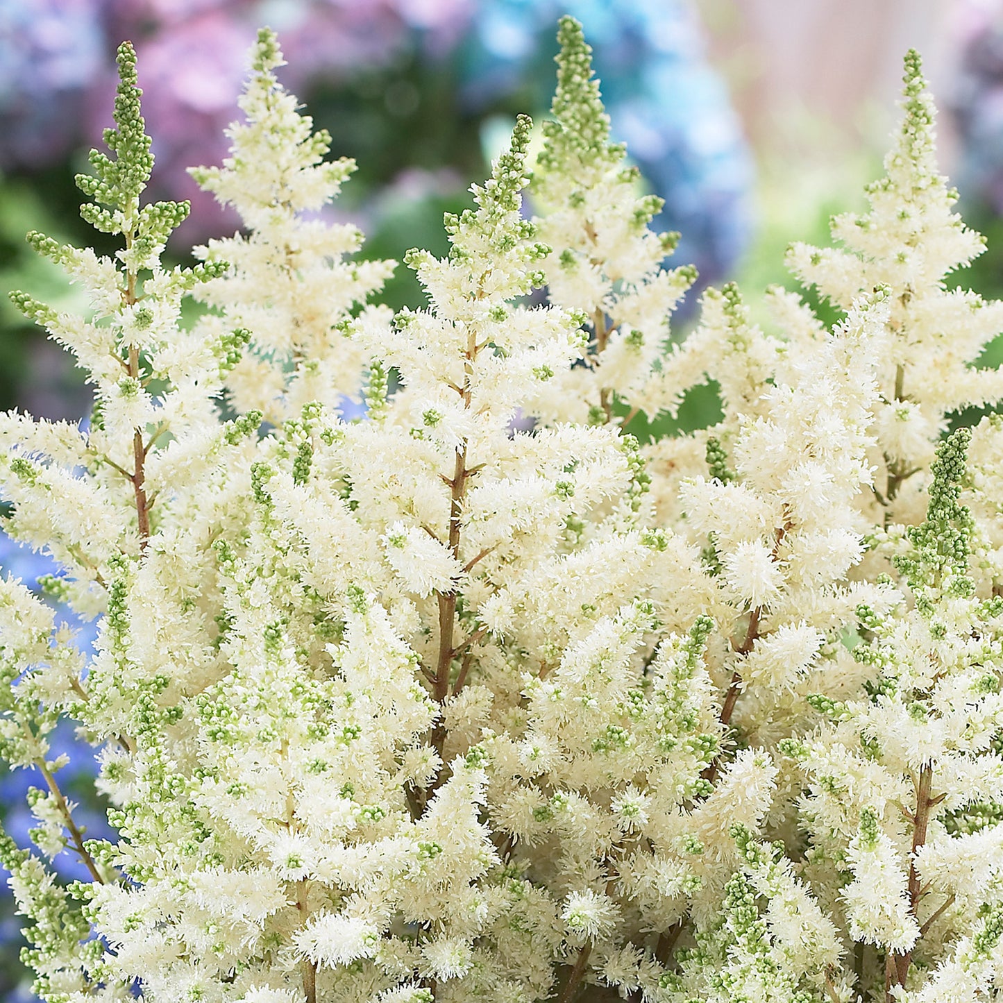 Astilbe Happy Day