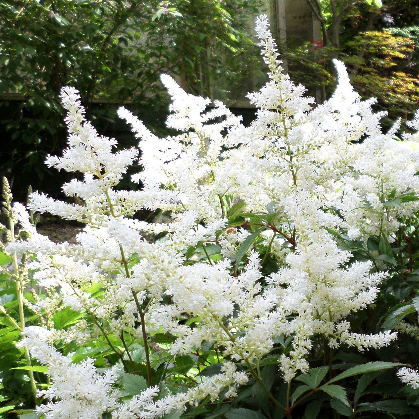 Astilbe Happy Day