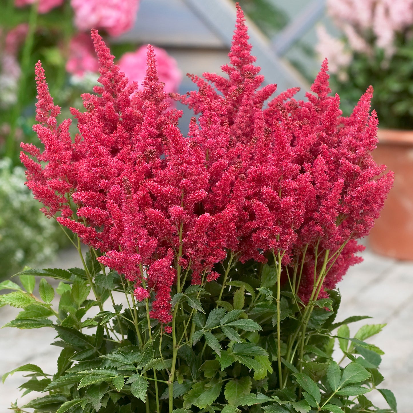 Astilbe Short n Sweet Fireberry