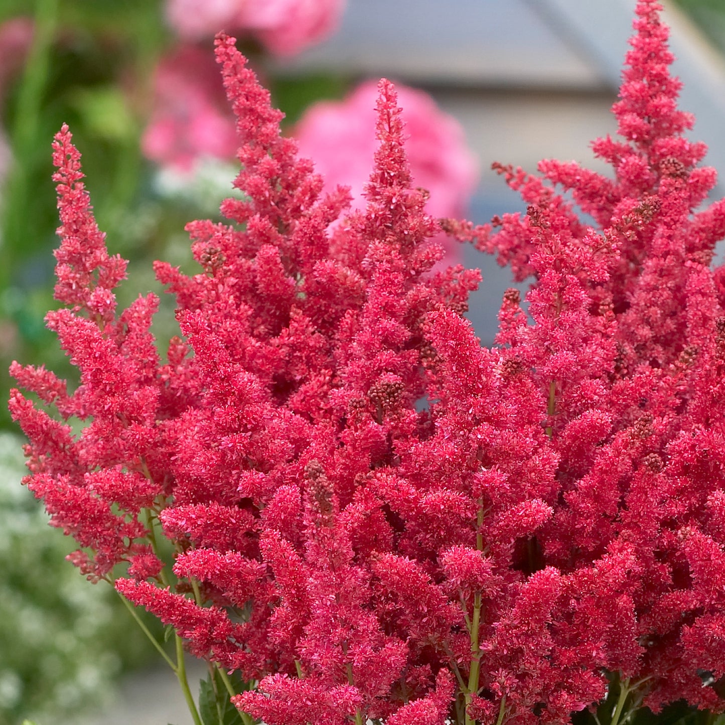 Astilbe Short n Sweet Fireberry