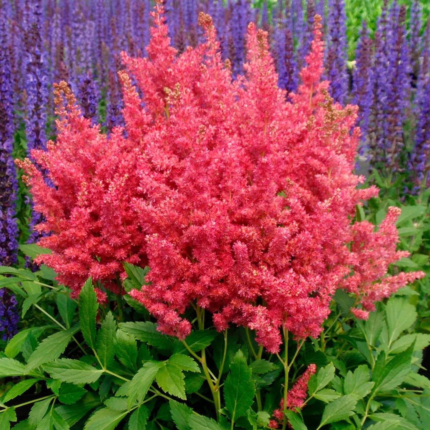 Astilbe Short n Sweet Fireberry