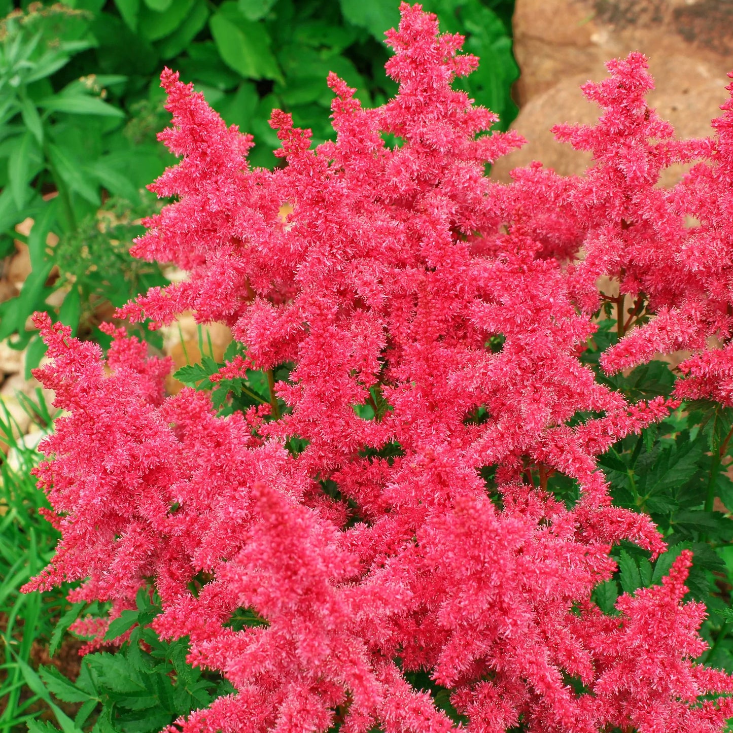 Astilbe Short n Sweet Fireberry