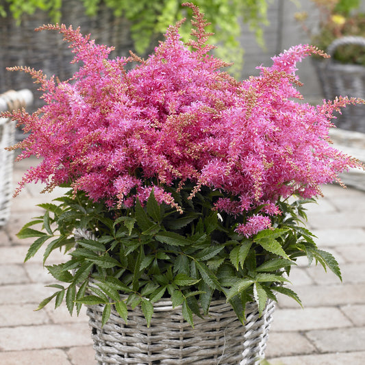 Astilbe Short n Sweet Raspberry