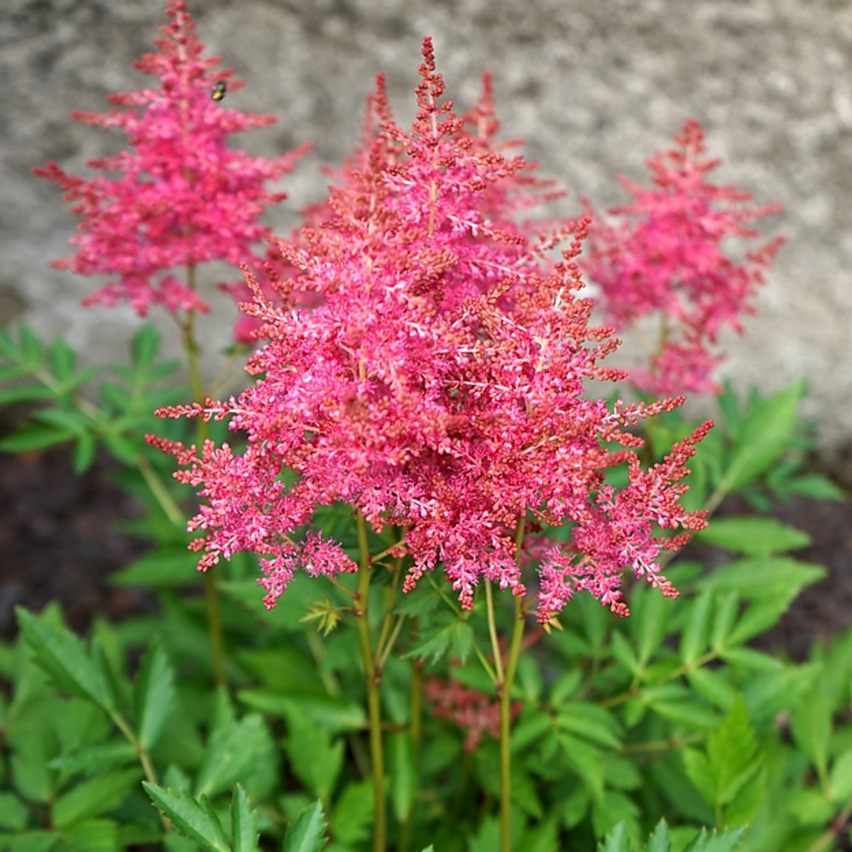 Astilbe Raspberry Astilbe Short n Sweet Raspberry – 247plants