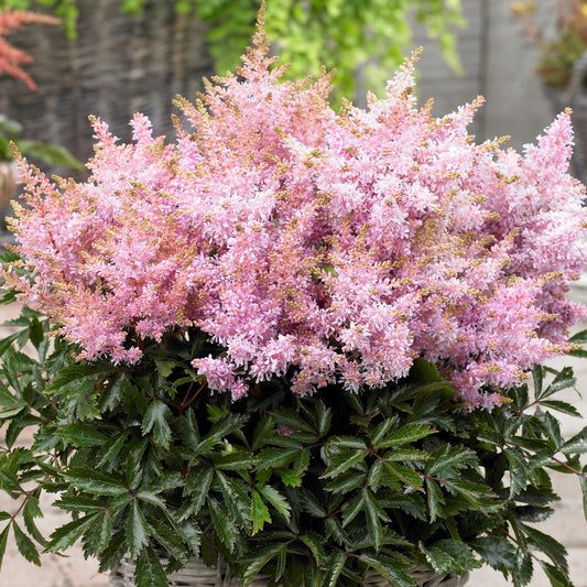 Astilbe Short n Sweet Sugarberry