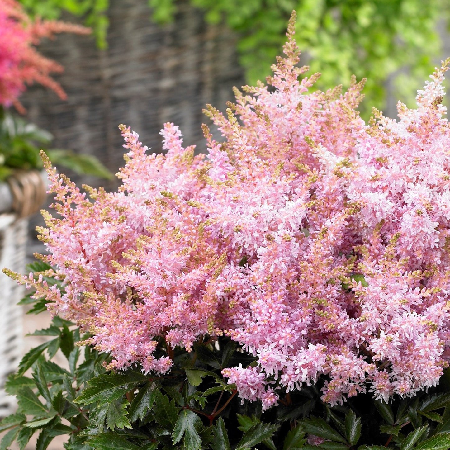 Astilbe Short n Sweet Sugarberry