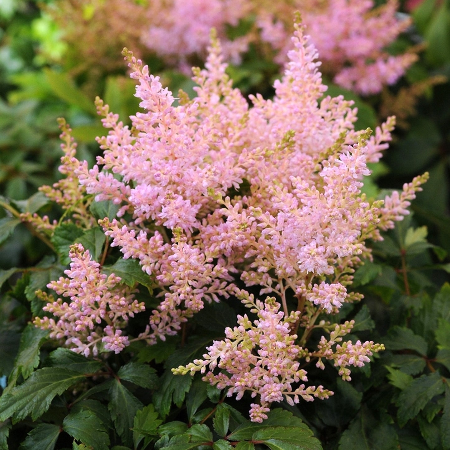 Astilbe Short n Sweet Sugarberry