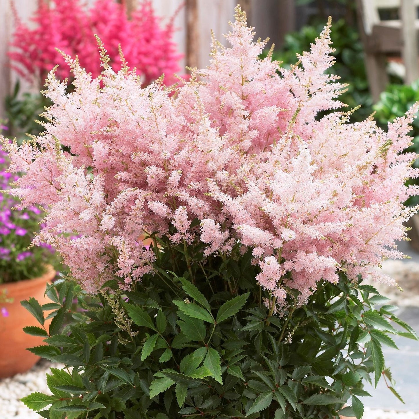 Astilbe Short n Sweet Sugarberry