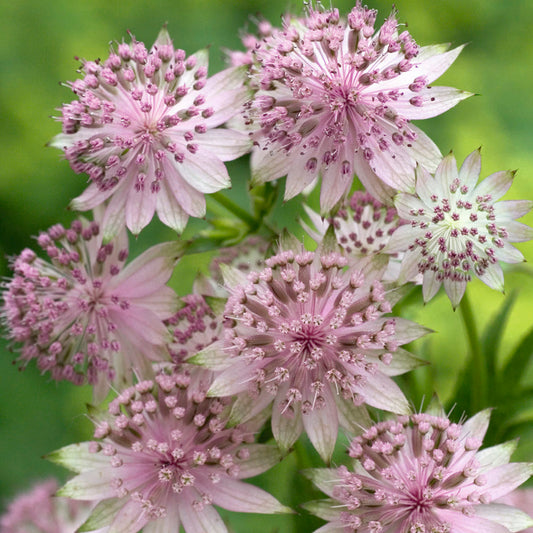 Astrantia Buckland