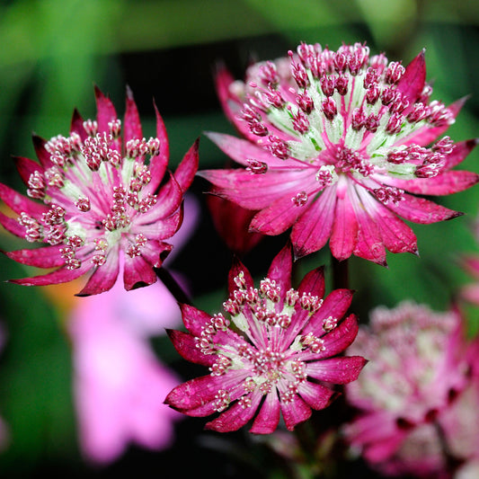 Astrantia Claret