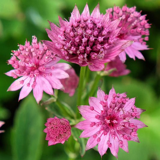 Astrantia Roma