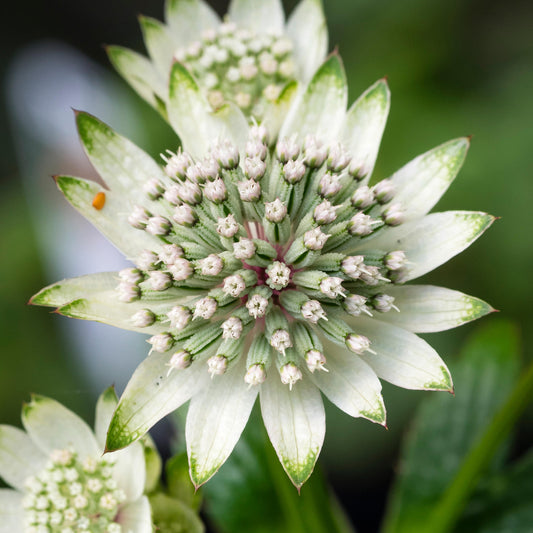 Astrantia Star of Billion
