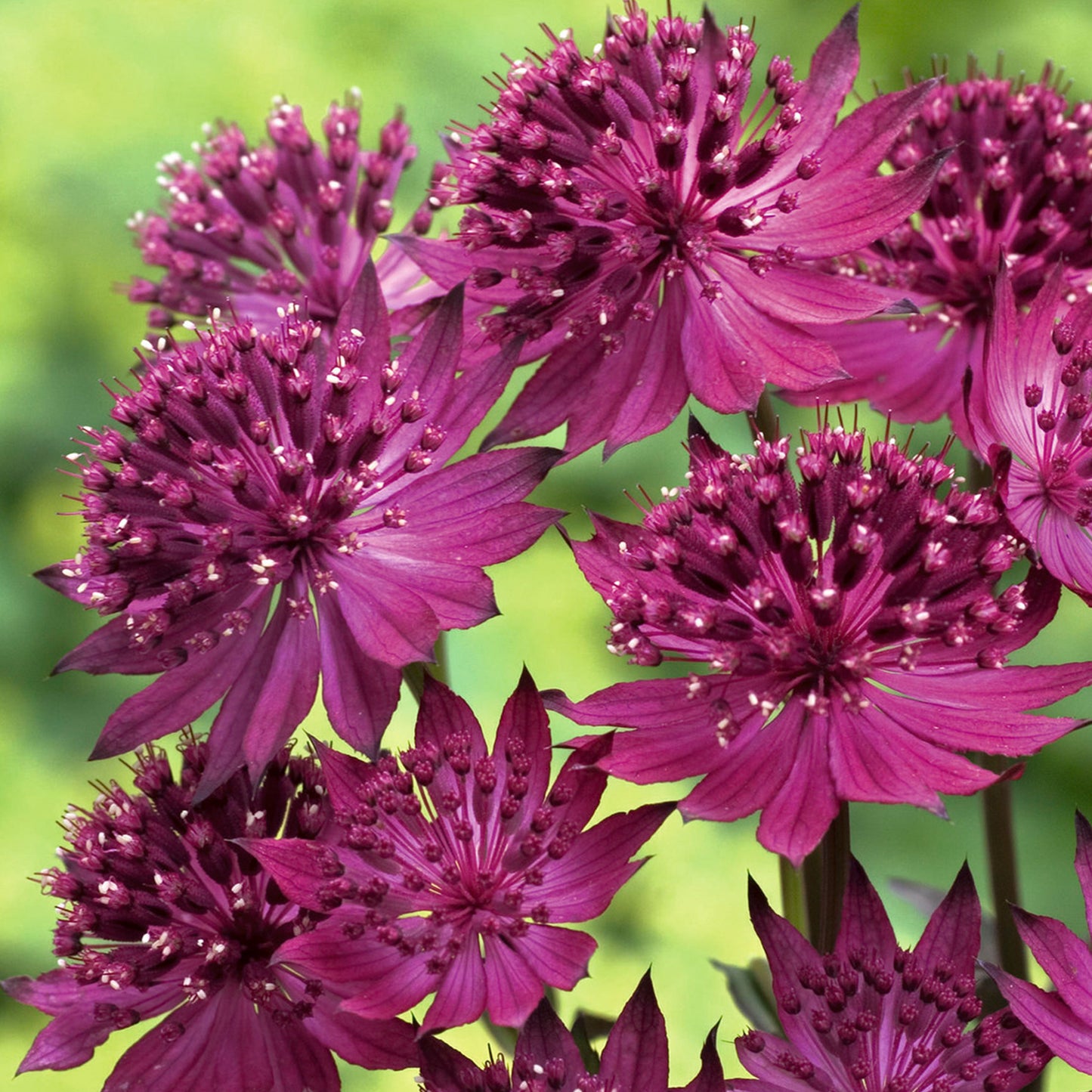 Astrantia Venice