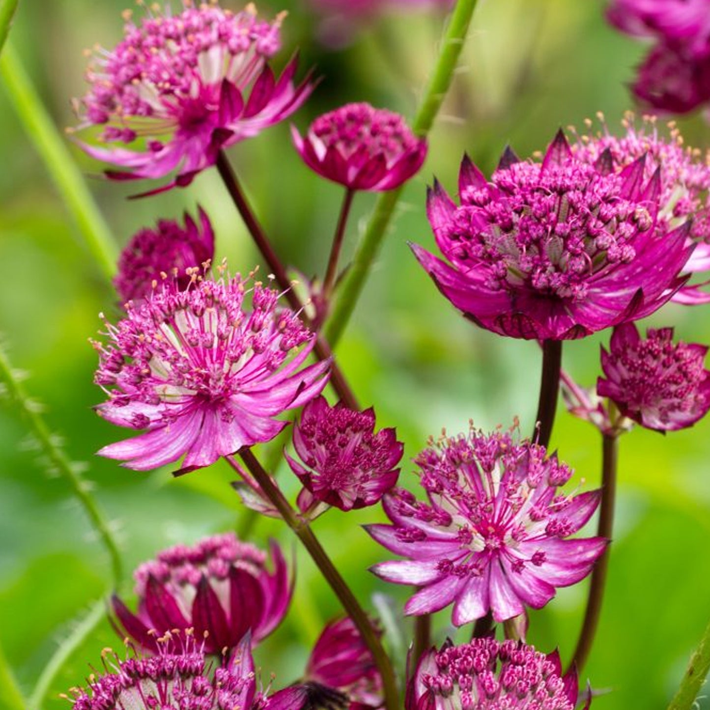 Astrantia Venice