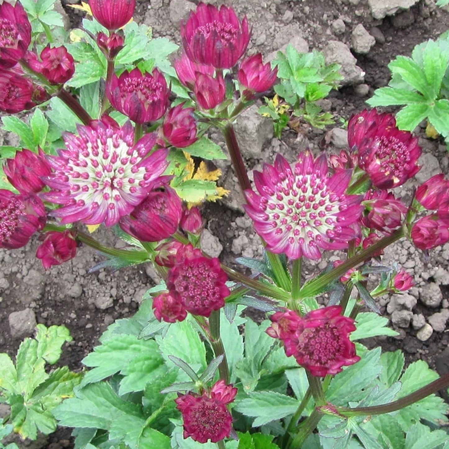 Astrantia Venice