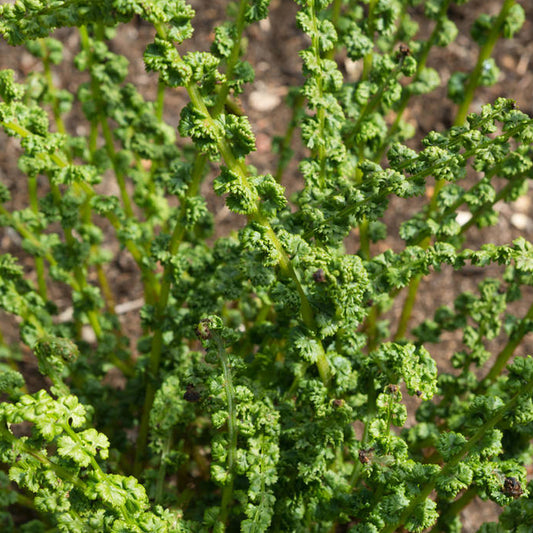 Athyrium filix-femina Frizelliae