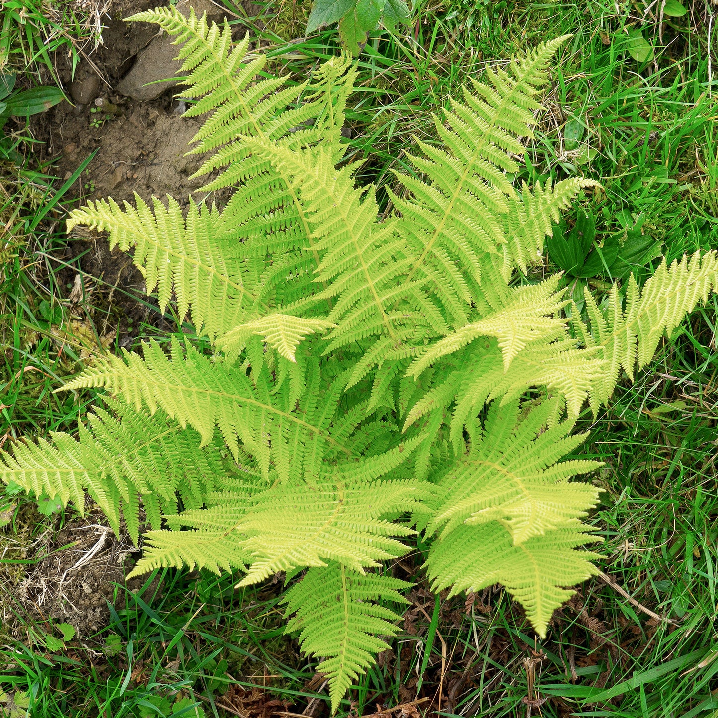 Athyrium Femina