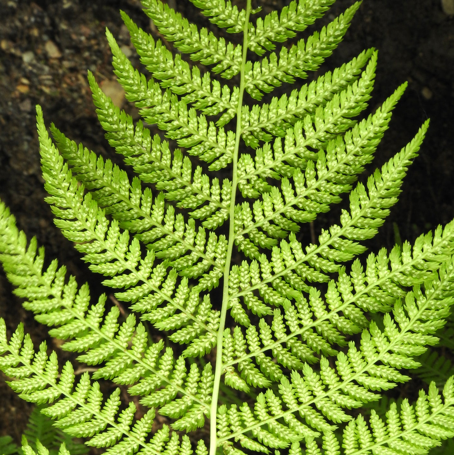 Athyrium Femina