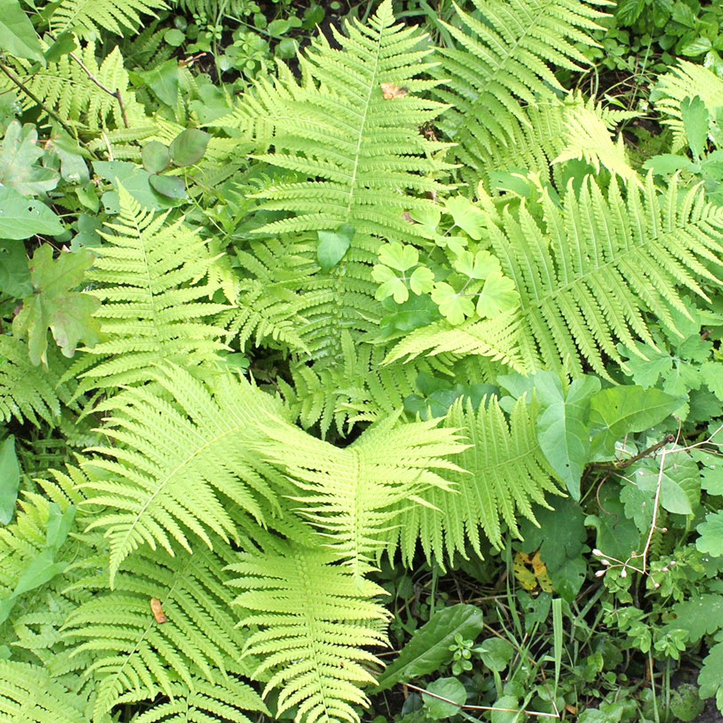 Athyrium Femina