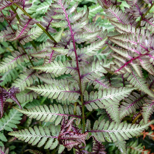 Athyrium Red Beauty
