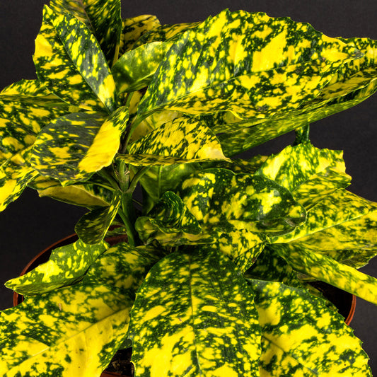 Aucuba Golden Girl