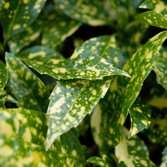 Aucuba Marmorata