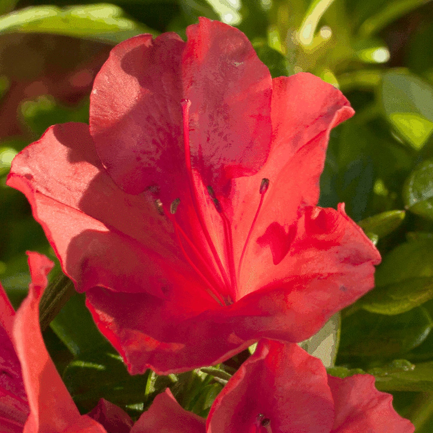 Azalea Sunset