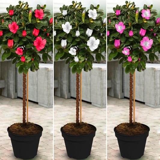 Azalea Japonica Patio Tree