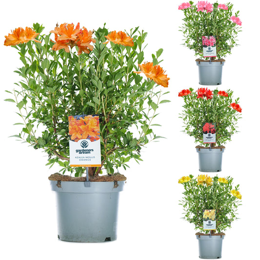 Azalea Mollis (5L)