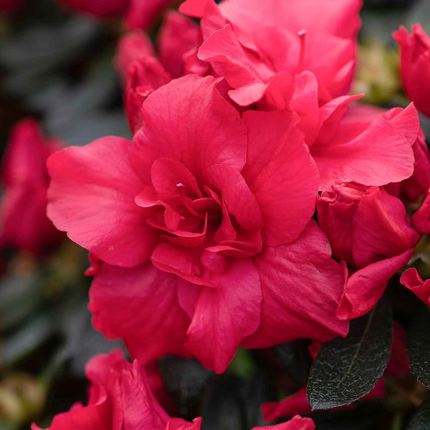 Azalea Japonica Patio Tree