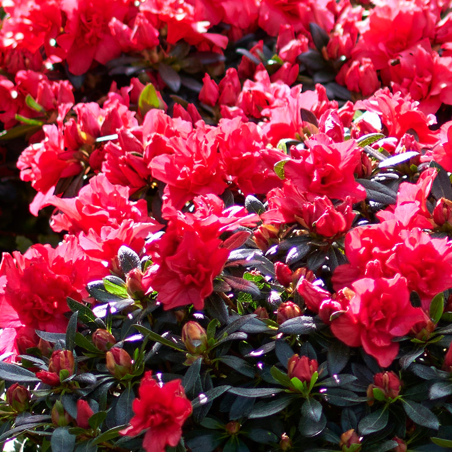 Azalea Japonica Patio Tree