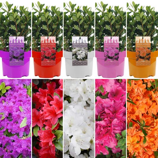 Azalea Colours (2L)