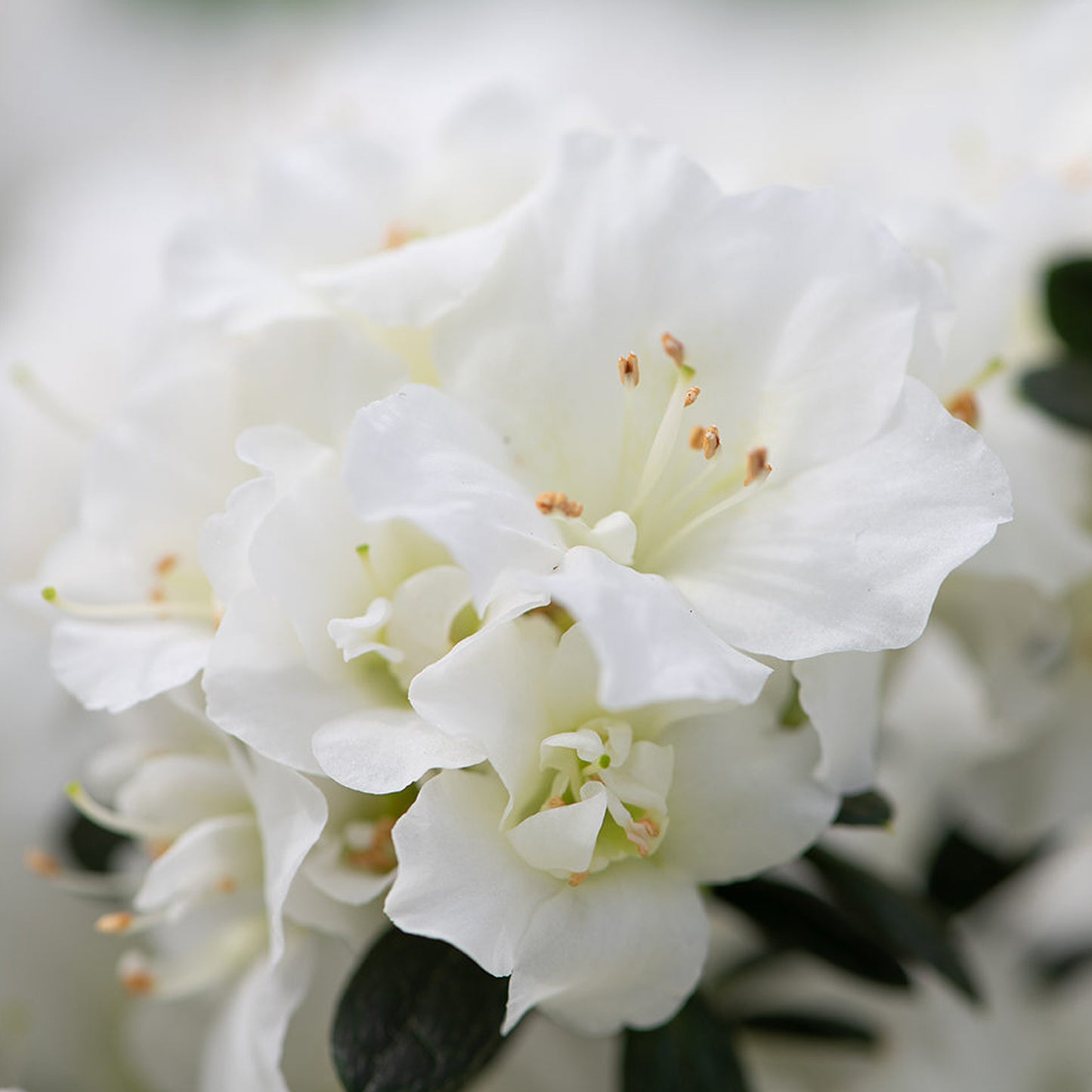 Azalea Japonica Patio Tree