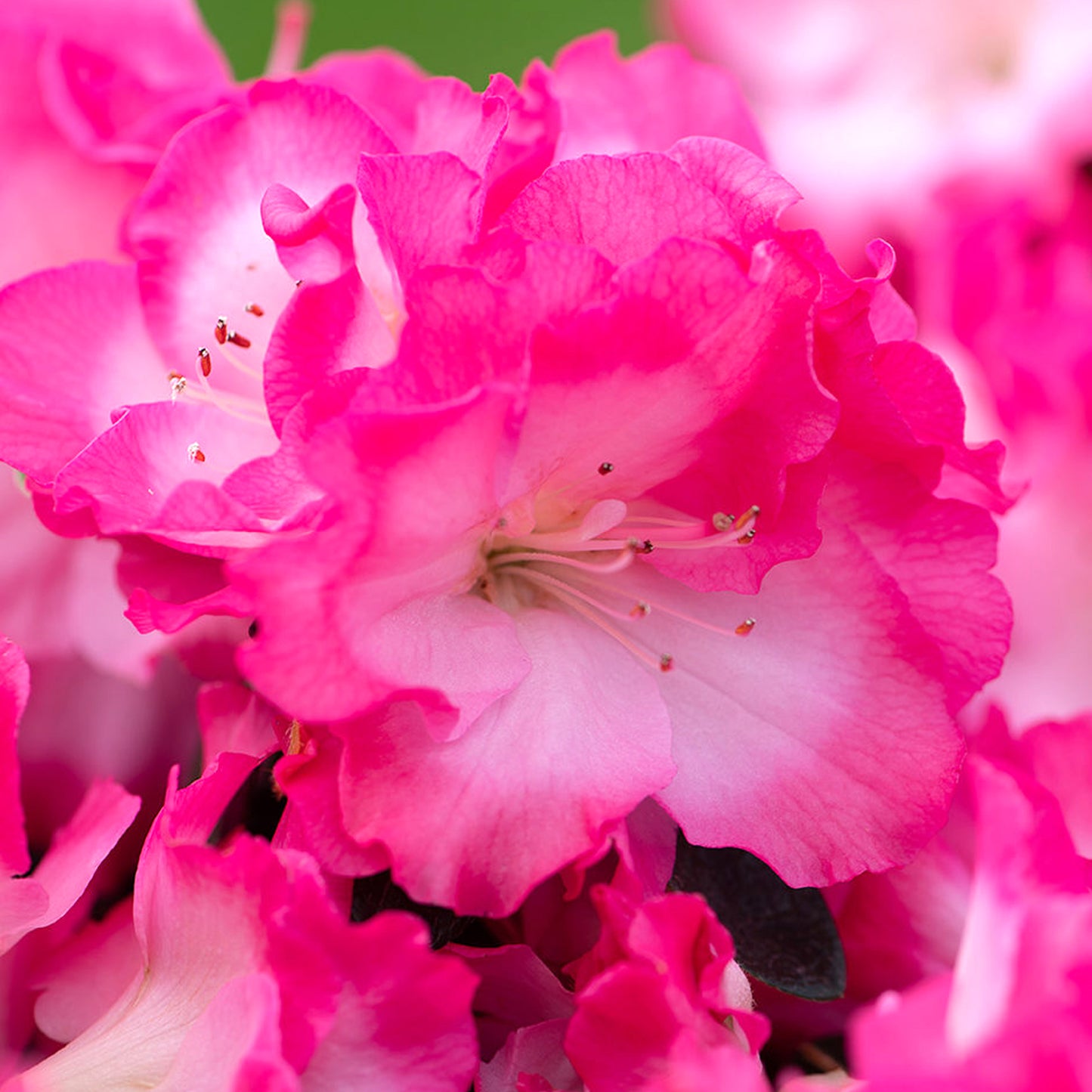 Azalea Japonica Patio Tree